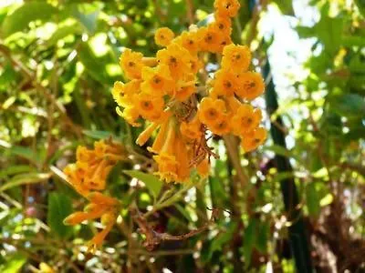 Residencial Oasis Park Apartamento