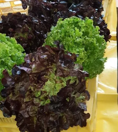 Residencial Oasis Park