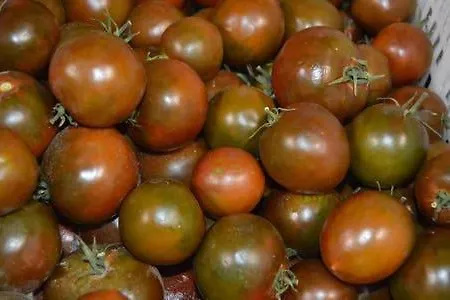 Residencial Oasis Park Apartament Lajita