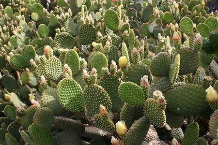 Διαμέρισμα Residencial Oasis Park