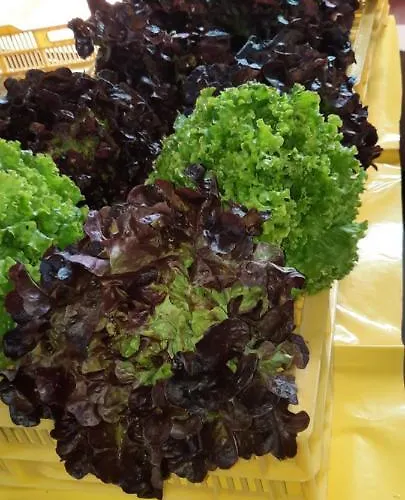 Residencial Oasis Park